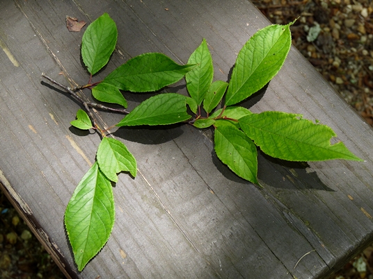 {Prunus americana}